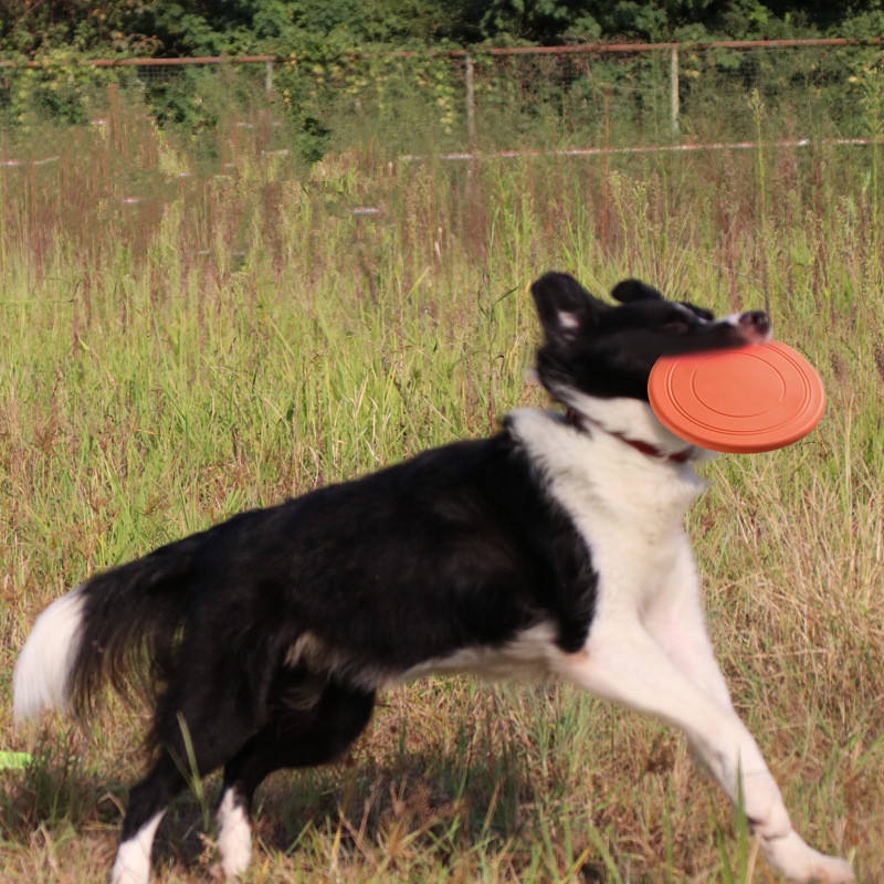 Wytrzymała, odporna na rozdarc – Flying Disc Dog Training Toy recenzja i cena